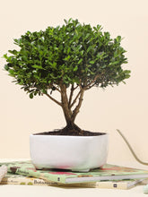 Bonsai Buxus 7 años